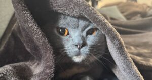 一人暮らしで猫と暮らす部屋の様子