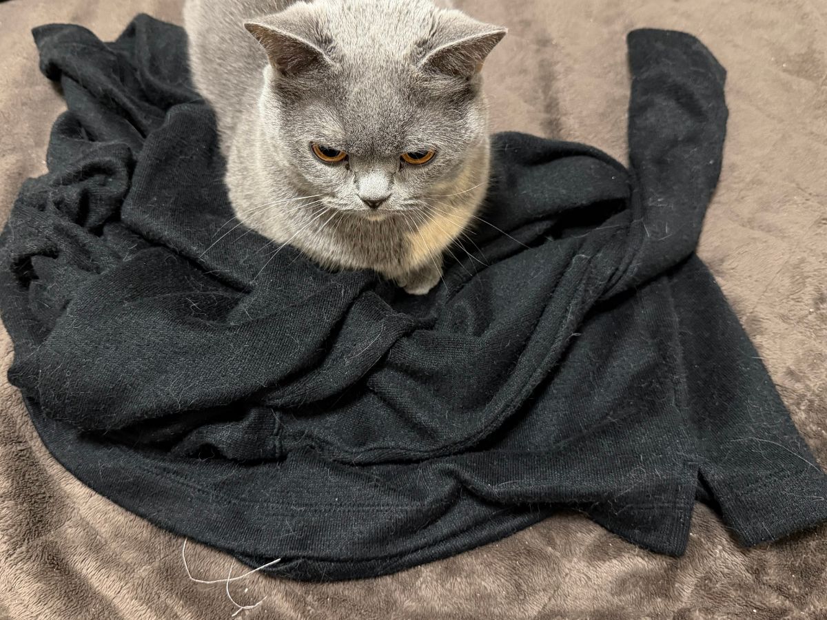 黒い服についた猫の毛
